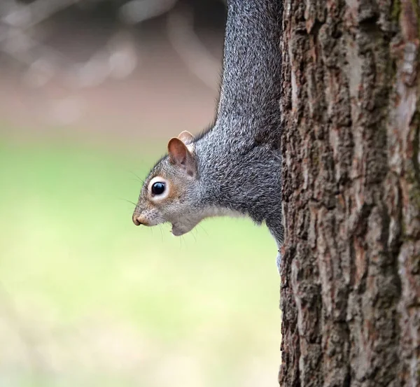 Squirrel Tree — Stock Photo, Image