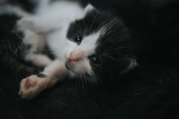 Närbild Bedårande Liten Kattunge — Stockfoto