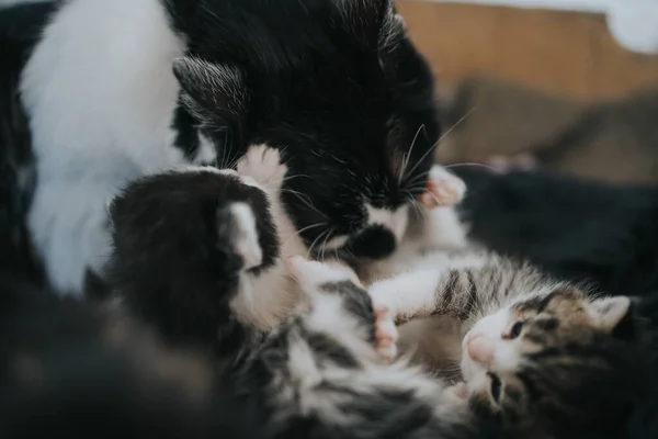Мати Кішка Чарівними Маленькими Кошенятами — стокове фото