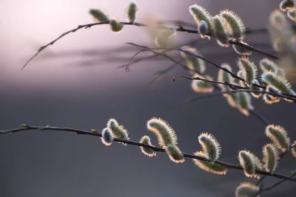 Closeup Shot Branch Pussy Willow Tree Gray Background — Stockfoto