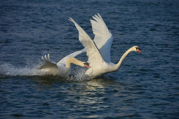 Ein Schwan Jagt Einen Anderen Schwan Blauen Wasser — Stockfoto