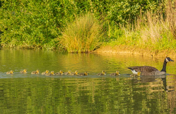 Uma Mãe Pato Nadando Com Seus Adoráveis Pequenos Patinhos Lago — Fotografia de Stock