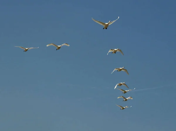 Flock Swans Flying Beautiful Blue Sky Formation — Stock Photo, Image