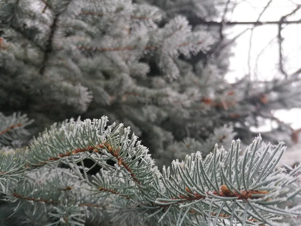 Zdjęcie Bliska Drzewa Iglastego Zimowy Dzień — Zdjęcie stockowe