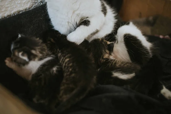 Detailní Záběr Roztomilé Maminky Kočka Její Koťátka — Stock fotografie