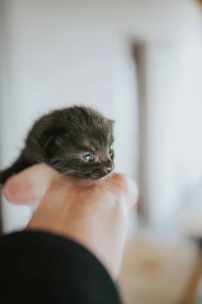 かわいい子猫を抱えている人の垂直ショット — ストック写真