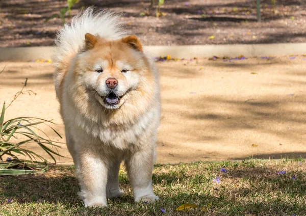 Ένα Κοντινό Πλάνο Ενός Χαριτωμένου Chow Chow Ένα Πάρκο — Φωτογραφία Αρχείου