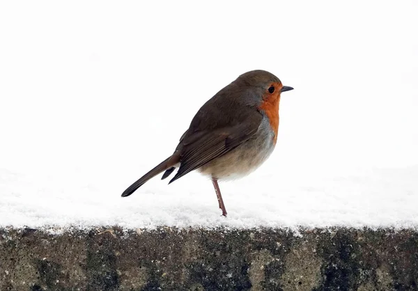 Adorable Robin Bird Standing Snow Covered Stone Surface Looking Ahead — Stock Photo, Image