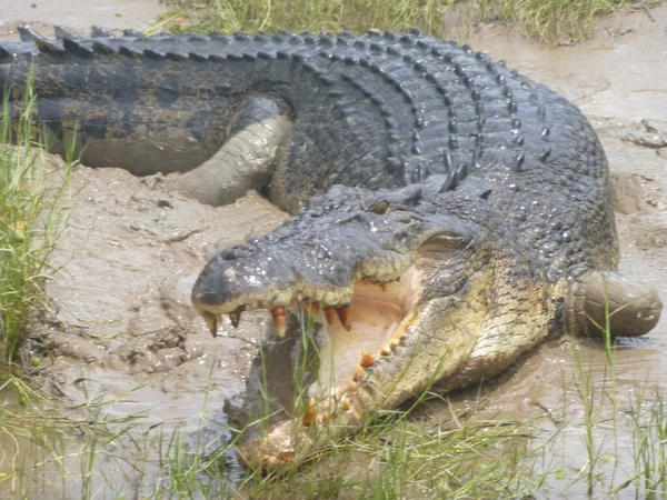 Crocodilo Água Salgada Crocodylus Porosus Observado Com Perna Esquerda Dianteira — Fotografia de Stock