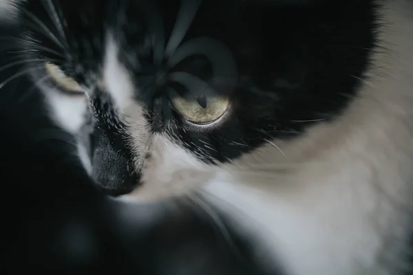 Eine Nahaufnahme Einer Niedlichen Schwarz Weißen Katze — Stockfoto