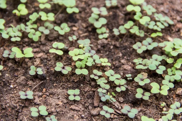 Bovenaanzicht Van Broccoli Spruiten Kiemplant Van Biologische Tuin — Stockfoto