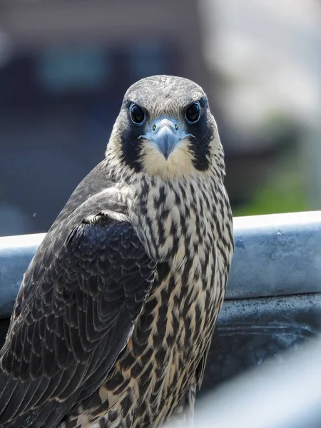 Nahaufnahme Eines Hobby Vogels Mit Großen Augen Auf Verschwommenem Hintergrund — Stockfoto