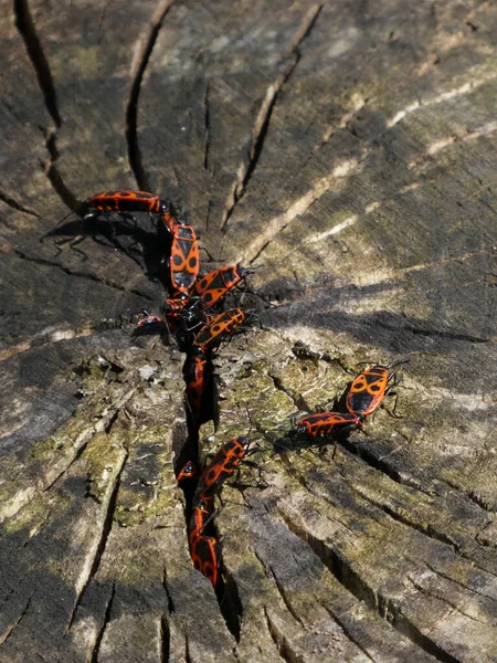 Вертикальный Снимок Группы Поджигателей Pyrrhocoris Apterus Пне — стоковое фото