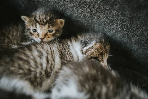 Sevimli Evcil Kedi Yavrularının Yakın Plan Fotoğrafı — Stok fotoğraf