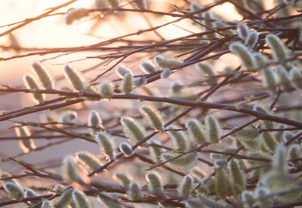 Closeup Shot Branch Pussy Willow Tree Sunrise Background — Stockfoto