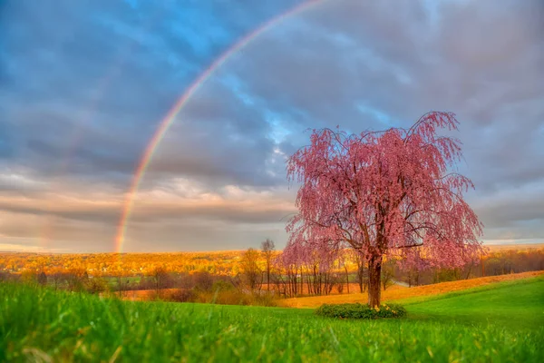 Impresionante Arco Iris Sobre Árbol Rosa Campo Hierba Venango Pensilvania —  Fotos de Stock