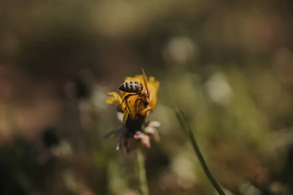 Eine Nahaufnahme Einer Biene Die Einen Gelben Löwenzahn Bestäubt — Stockfoto