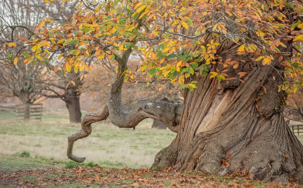 Beau Vieux Grand Trois Avec Des Feuilles Dorées Dans Parc — Photo