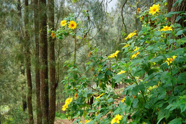 Belo Grupo Girassóis Amarelos Perenes Floresta — Fotografia de Stock