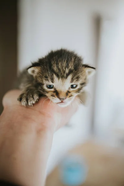 かわいい新生児の子猫を持つ人 — ストック写真