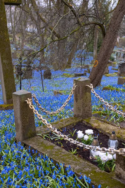리투아니아 빌뉴스에 묘지에서 피어나는 시베리안 쭈글쭈글 꽃들의 — 스톡 사진