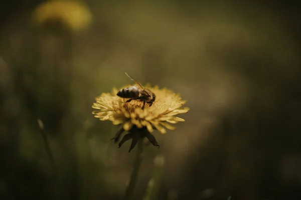 Closeup Shot Bee Pollinating Beautiful Dandelion Field — Stock Photo, Image