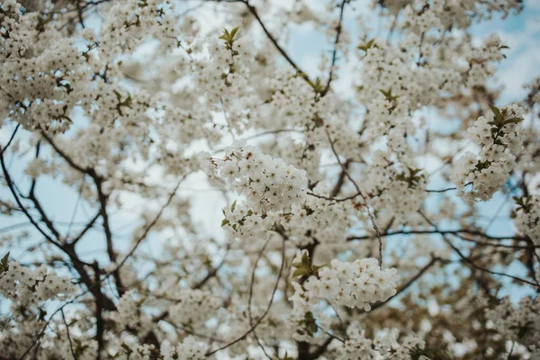 Närbild Skott Vita Körsbär Blommor Grenar — Stockfoto