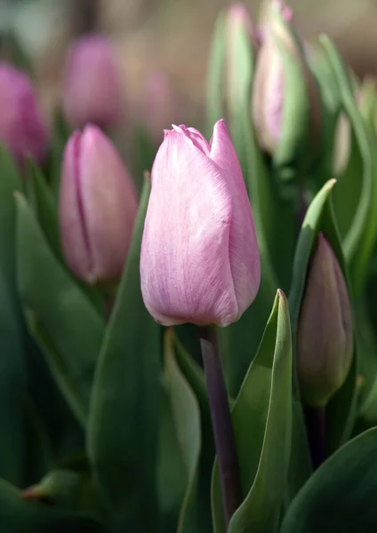 Вертикальный Снимок Ярко Розовых Тюльпанов Поле Высокими Травинками Вокруг — стоковое фото