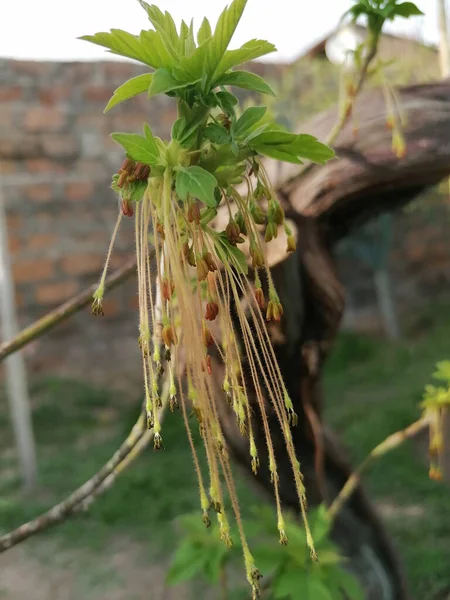 Colpo Verticale Acero Boxelder Crescente — Foto Stock