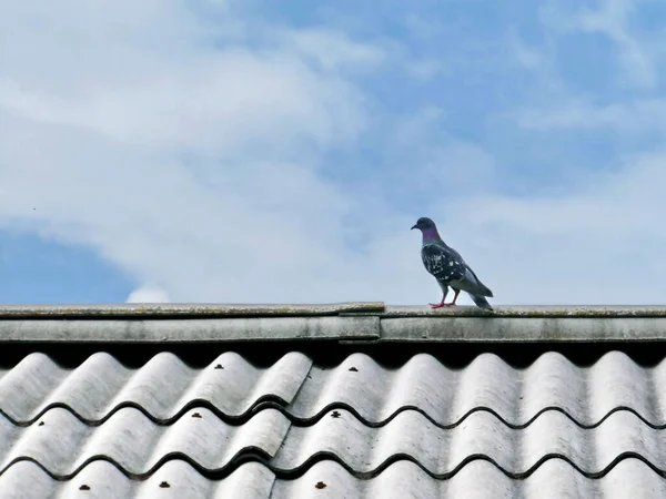 曇った空の下で屋根の上に鳩の選択的フォーカスショット — ストック写真
