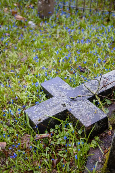 リトアニアのヴィリニュスの墓地に咲く青い兄弟姉妹のスキルの花 — ストック写真