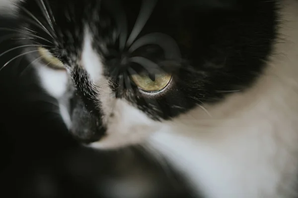 Closeup Shot Cute Baby Kitten Face — Stock Photo, Image