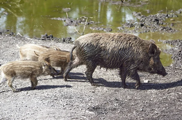 Natur Animal Familia Del Jabalí Caminando Juntos Por Parque Oro — Foto de Stock