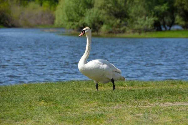 Uno Scatto Selettivo Cigno Bianco Sulla Baia Del Fiume — Foto Stock