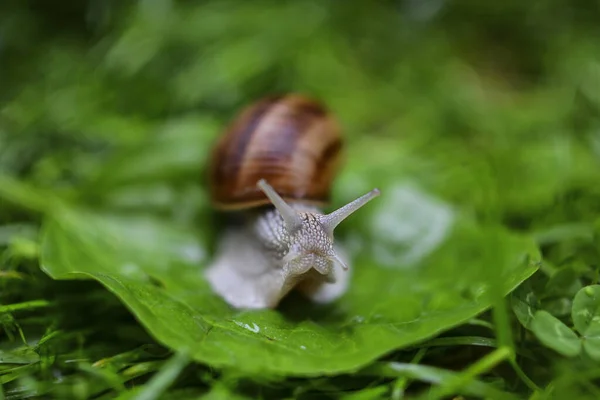 葡萄蜗牛在雨后在叶子上选择性地集中拍摄的照片 — 图库照片