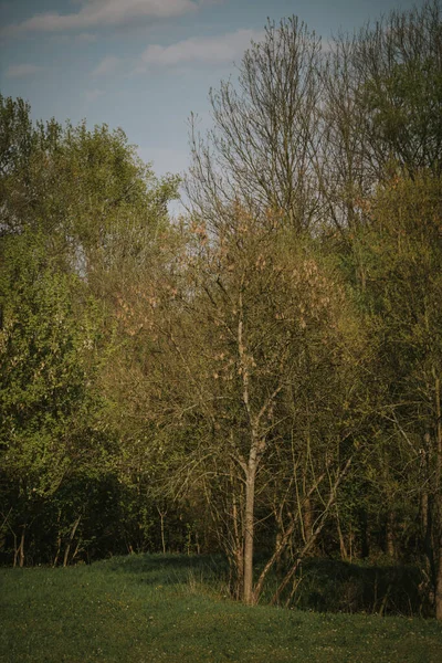 Ein Vertikaler Schuss Wald — Stockfoto