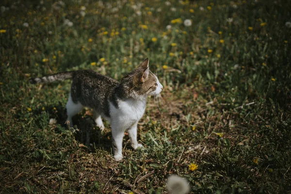 Een Schattige Huiselijke Kat Een Veld Van Gras Bloemen — Stockfoto