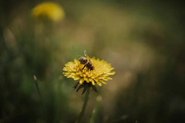 Eine Nahaufnahme Einer Biene Die Auf Einem Schönen Löwenzahn Auf — Stockfoto