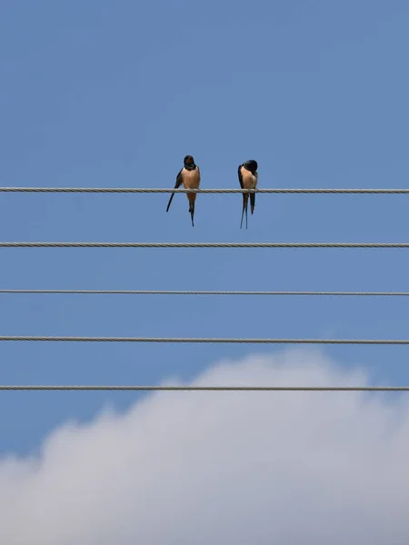 Een Verticaal Schot Van Twee Zwaluwen Draden Tegen Blauwe Bewolkte — Stockfoto