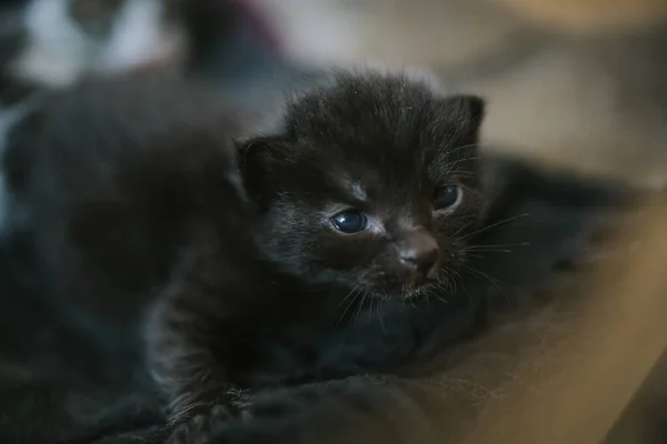 Primer Plano Lindo Bebé Gatito Negro —  Fotos de Stock