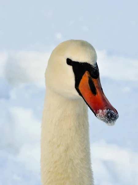 白天鹅的垂直镜头 长着雪白的喙 — 图库照片