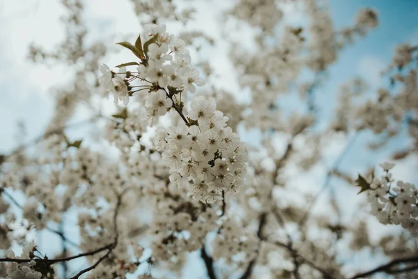 Zbliżenie Ujęcie Gałęzi Drzewa Pięknymi Kwiatami Wiśni — Zdjęcie stockowe