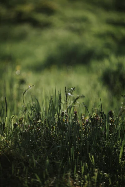 Вертикальний Крупним Планом Знімок Яскраво Зеленої Трави Очерету — стокове фото