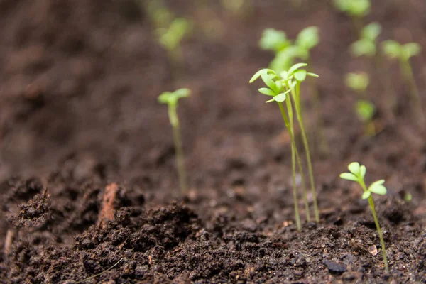 Gros Plan Sur Les Nouvelles Pousses Cresson Dans Jardin Bio — Photo