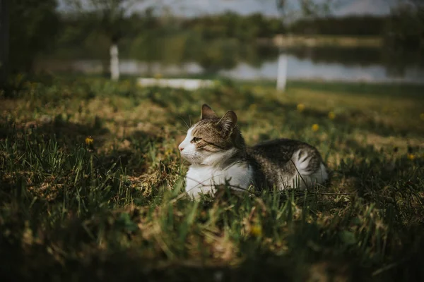 Eine Nahaufnahme Einer Niedlichen Gestreiften Katze Auf Einer Wiese — Stockfoto