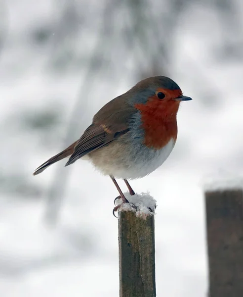 Pequeno Robin Redbreast Bonito Uma Cerca Madeira Uma Floresta Nevada — Fotografia de Stock