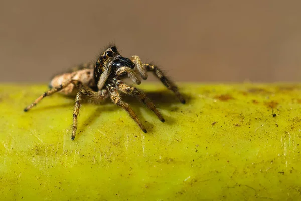 표면에 거미의 선택적 — 스톡 사진