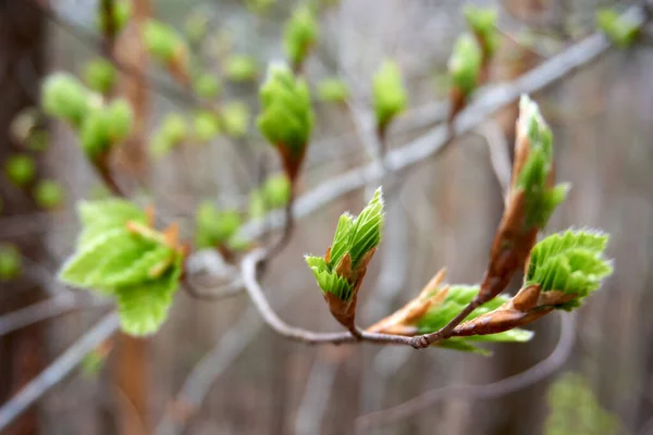 Detailní Záběr Prvního Jarního Jemného Listí — Stock fotografie