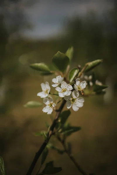 Eine Nahaufnahme Von Ästen Mit Schönen Kirschblüten — Stockfoto