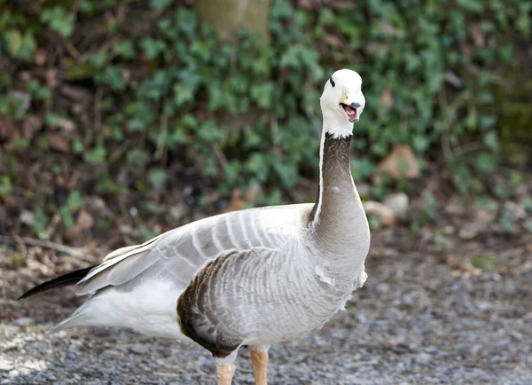 Natur Animal Oiseau Oie Tête Barrée Lance Son Avertissement Dans — Photo